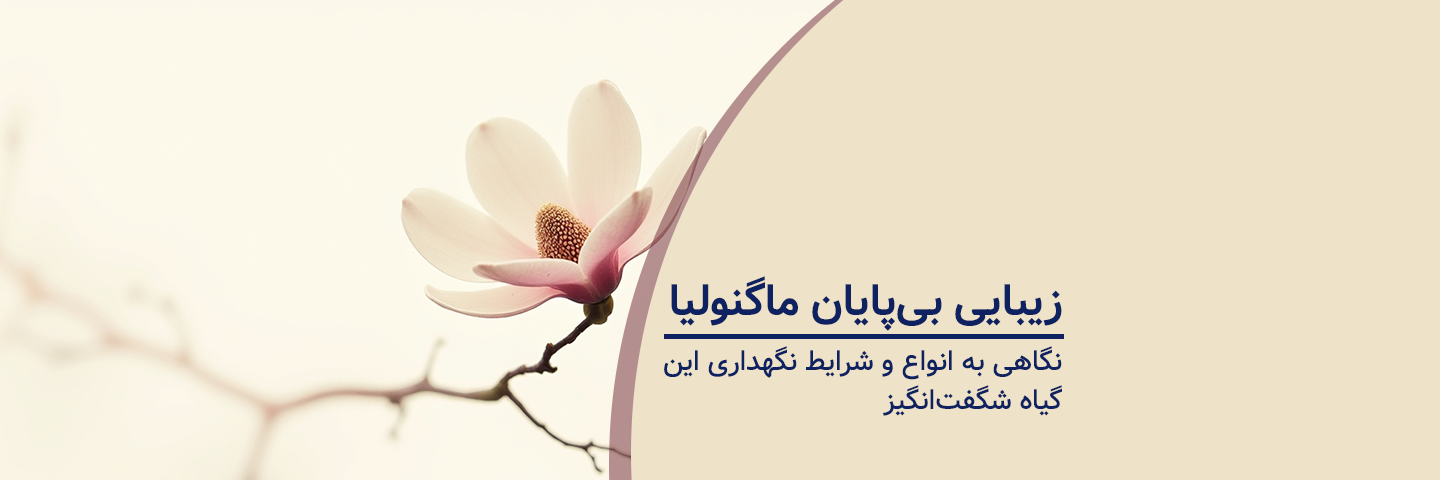 آشنایی با گیاه ماگنولیا؛ نگاهی به انواع و شرایط نگهداری این گیاه شگفت‌انگیز