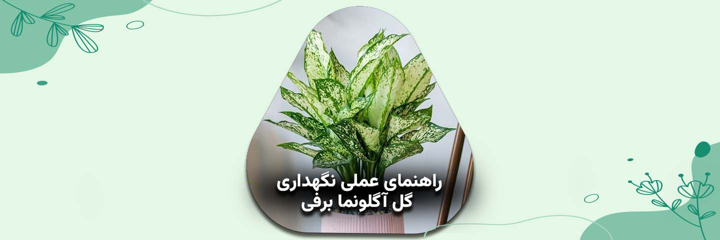راهنمای عملی نگهداری گل آگلونما برفی